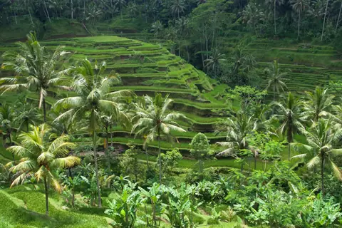 Terrazas de arroz en Ubud, Bali