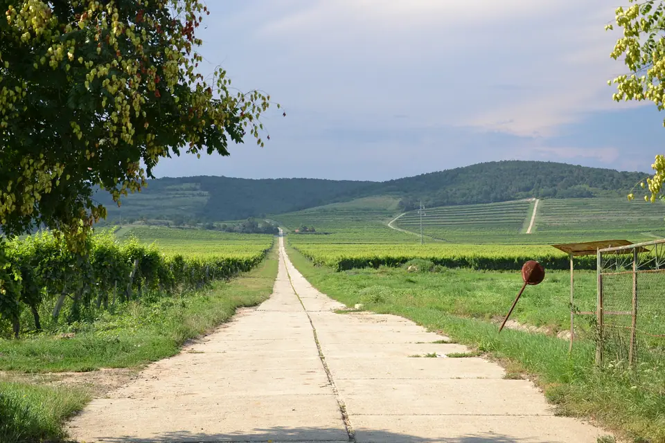 Viñedos cerca de Tokaj, región vitivinícola Patrimonio Mundial.